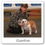 Guantina