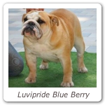 Luvipride Blue Berry